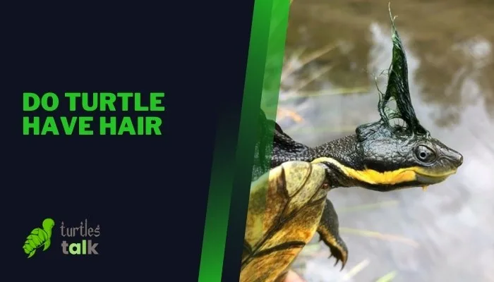 Do Turtle Have Hair