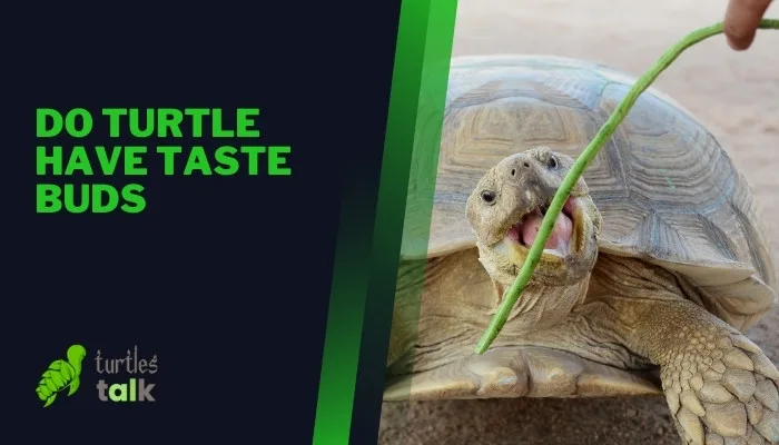 Do Turtle Have Taste Buds