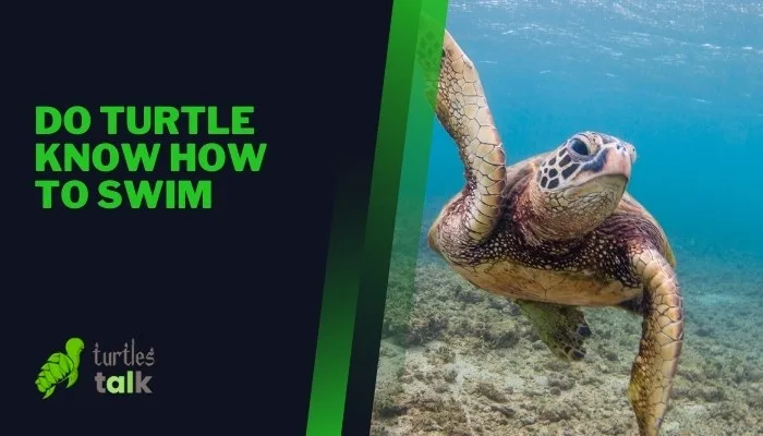 Do Turtle Know How to Swim