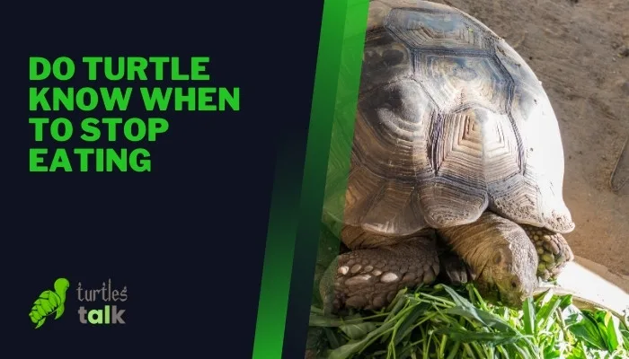 Do Turtle Know When to Stop Eating