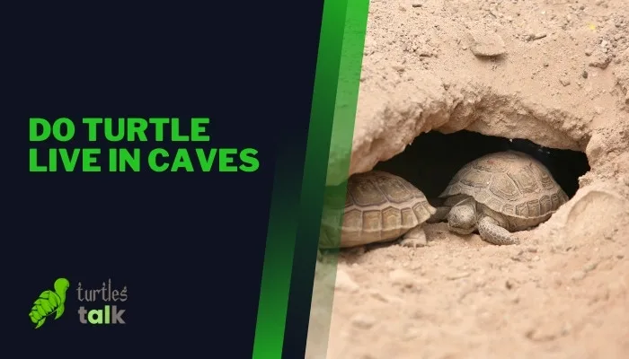 Do Turtle Live in Caves