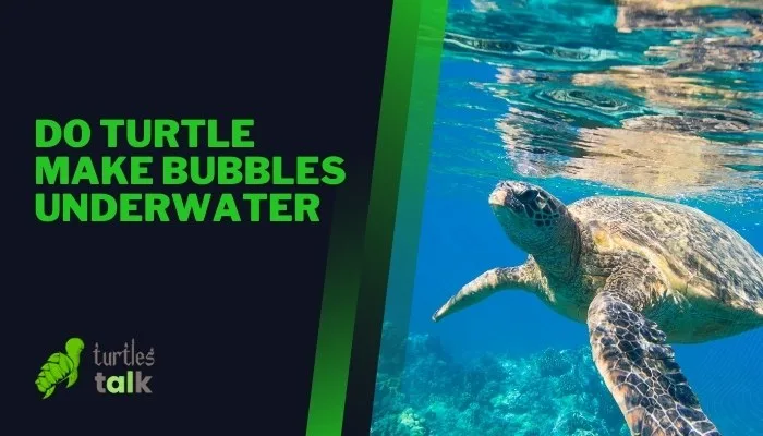 Do Turtle Make Bubbles Underwater