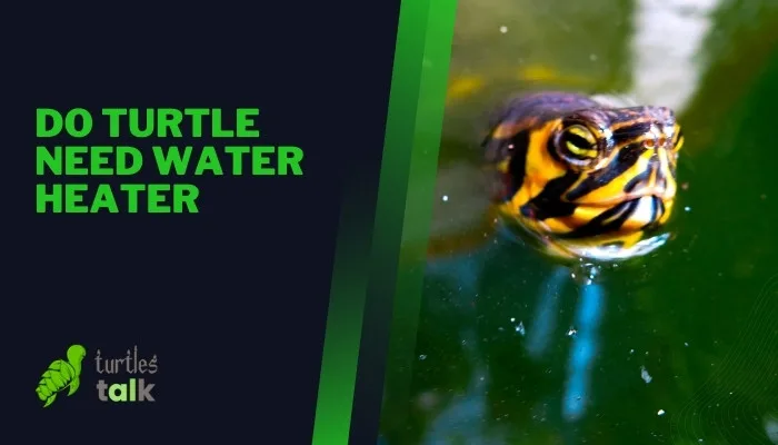 Do Turtle Need Water Heater