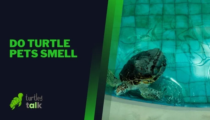 Do Turtle Pets Smell