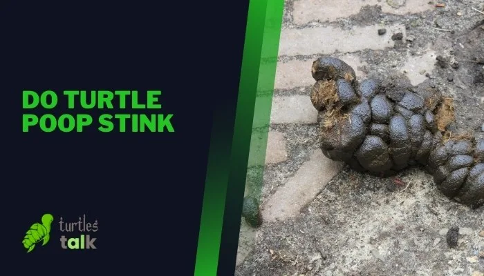 Do Turtle Poop Stink