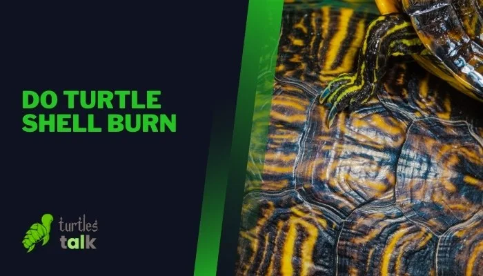 Do Turtle Shell Burn