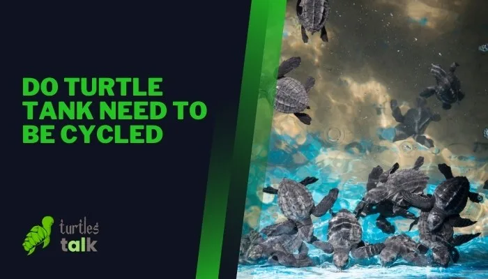 Do Turtle Tank Need to Be Cycled