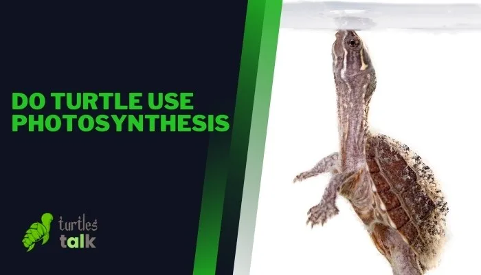 Do Turtle Use Photosynthesis