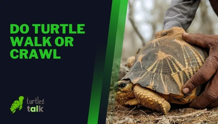 Do Turtle Walk or Crawl