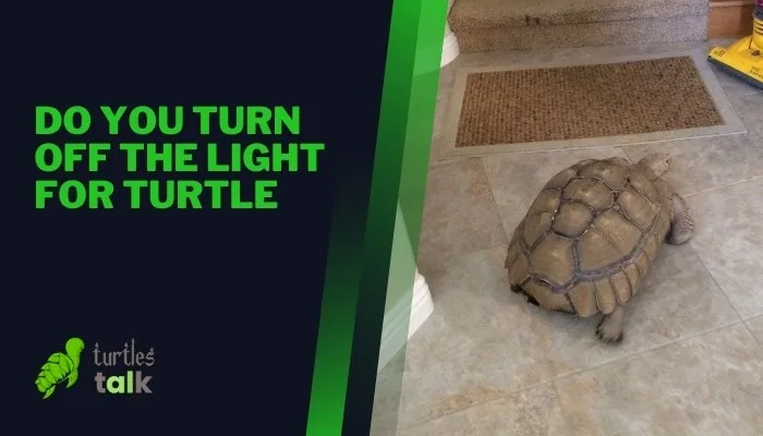 Do You Turn Off the Light for Turtle