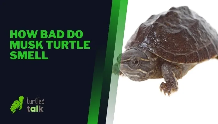 How Bad Do Musk Turtle Smell