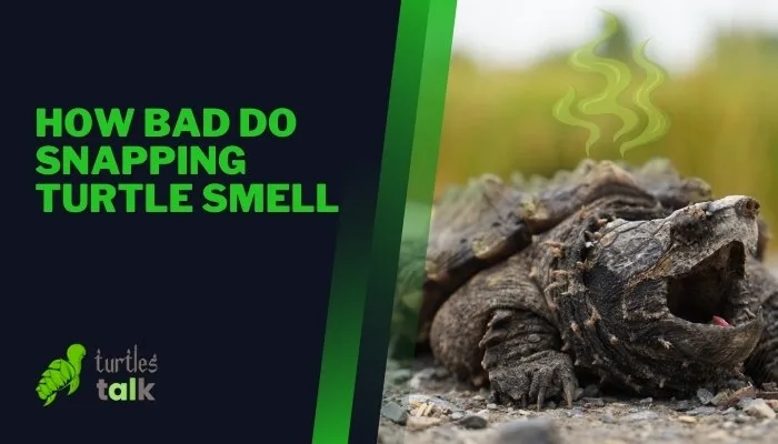 How Bad Do Snapping Turtle Smell