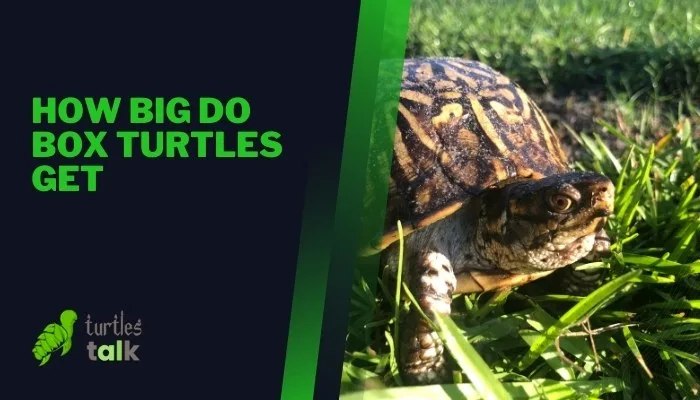 How Big Do Box Turtles Get