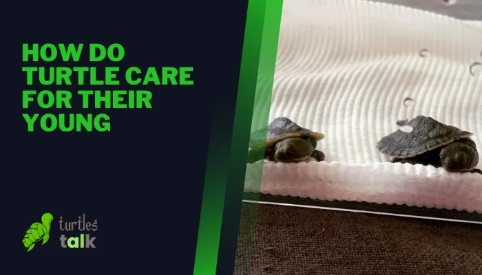 How Do Turtle Care for Their Young