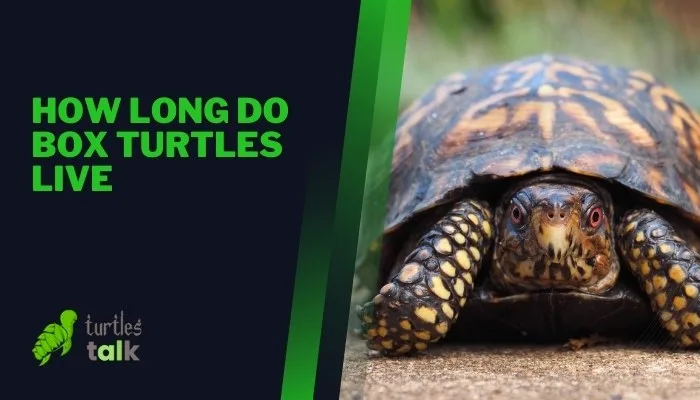 How Long Do Box Turtles Live