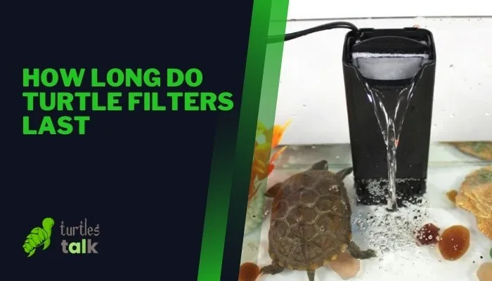 How Long Do Turtle Filters Last