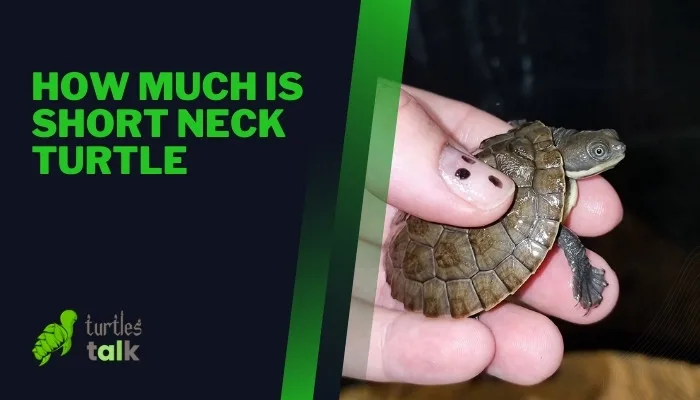 How Much Is Short Neck Turtle