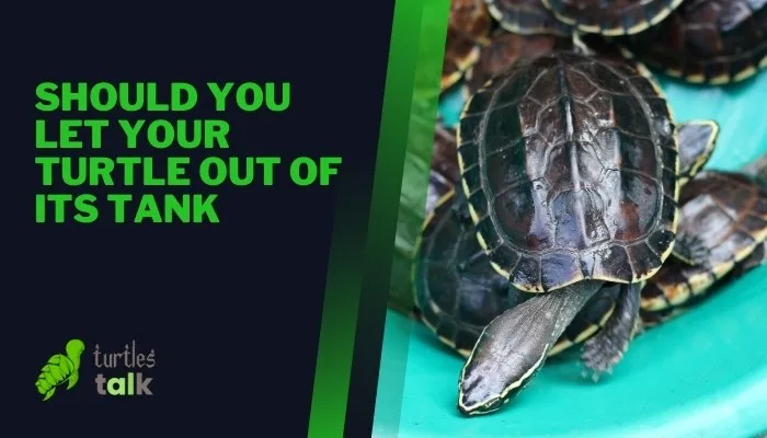 Should You Let Your Turtle Out of Its Tank