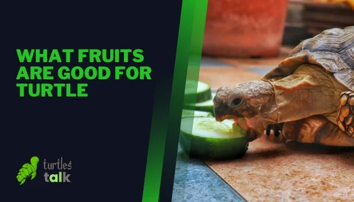 What Fruits Are Good for Turtle