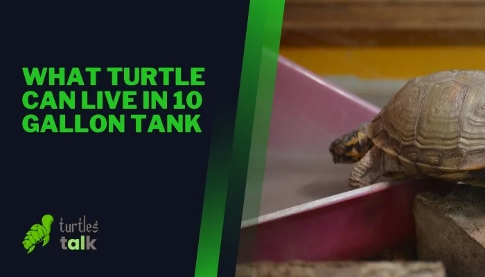 What Turtle Can Live in 10 Gallon Tank