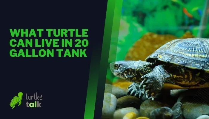 What Turtle Can Live in 20 Gallon Tank