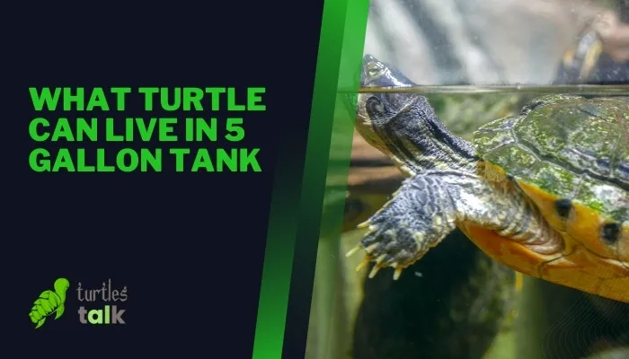 What Turtle Can Live in 5 Gallon Tank