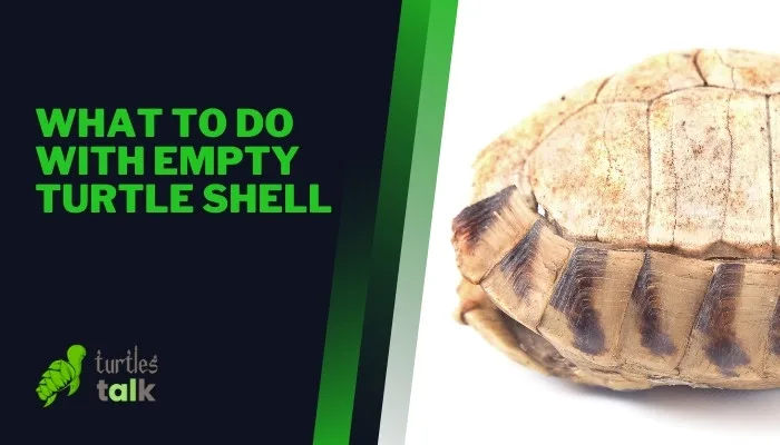 What to Do With Empty Turtle Shell