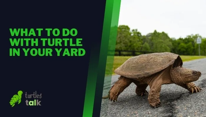 What to Do With Turtle in Your Yard