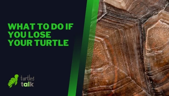 What to Do if You Lose Your Turtle