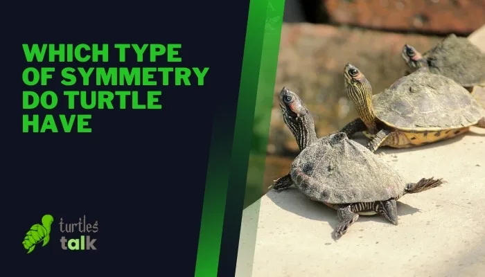 Which Type of Symmetry Do Turtle Have