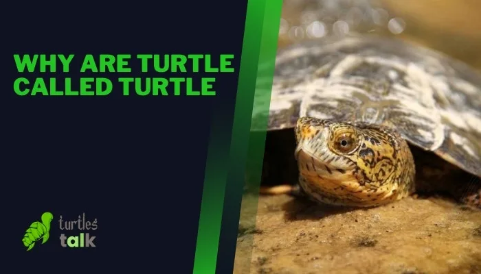 Why Are Turtle Called Turtle