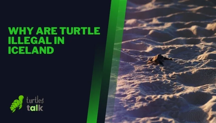 Why Are Turtle Illegal in Iceland