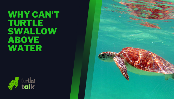 Why Can't Turtle Swallow Above Water