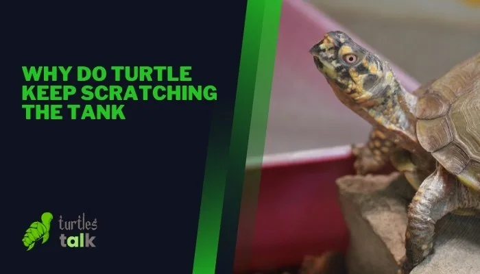 Why Do Turtle Keep Scratching the Tank