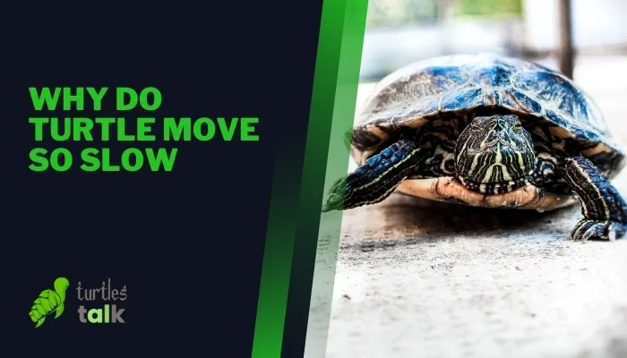 Why Do Turtle Move So Slow