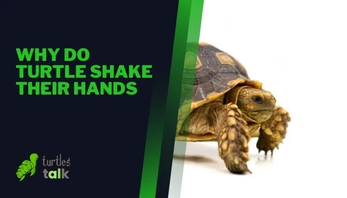 Why Do Turtle Shake Their Hands