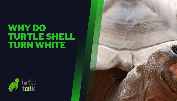 Why Do Turtle Shell Turn White