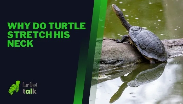 Why Do Turtle Stretch His Neck