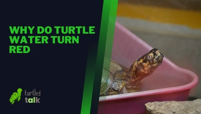 Why Do Turtle Water Turn Red