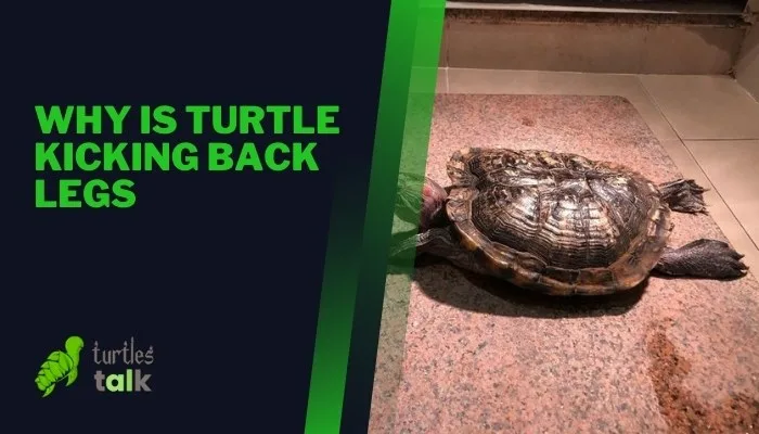 Why Is Turtle Kicking Back Legs