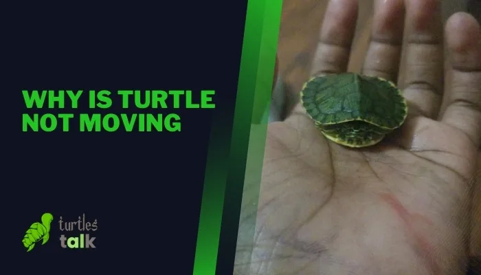 Why Is Turtle Not Moving