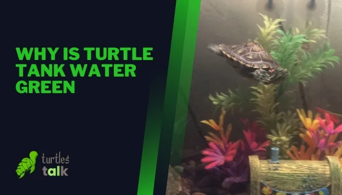 Why Is Turtle Tank Water Green