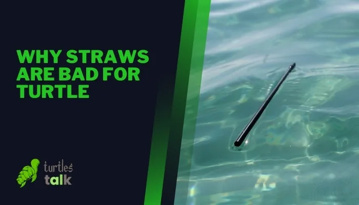 Why Straws Are Bad for Turtle