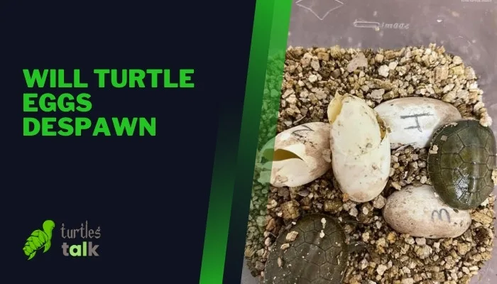 Will Turtle Eggs Despawn