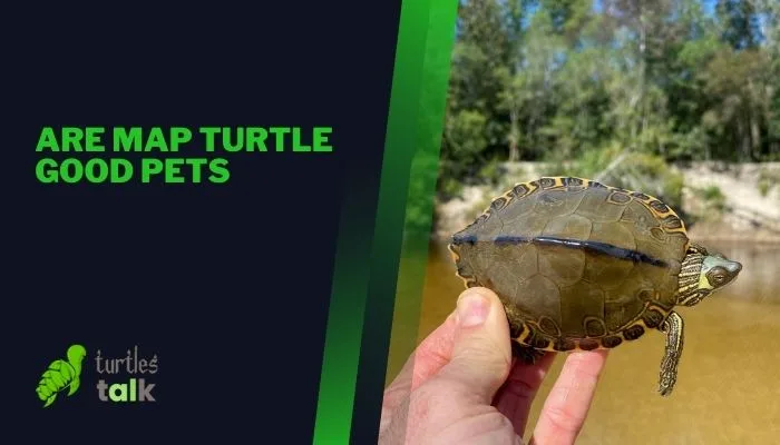 Are Map Turtle Good Pets