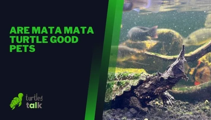 Are Mata Mata Turtle Good Pets