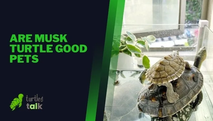 Are Musk Turtle Good Pets