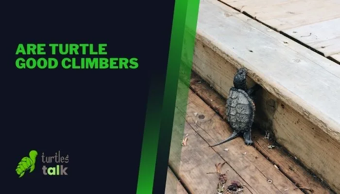 Are Turtle Good Climbers
