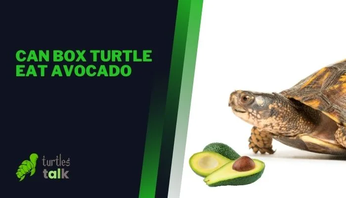 Can Box Turtle Eat Avocado