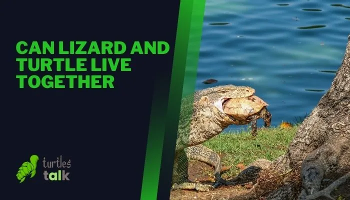 Can Lizard and Turtle Live Together